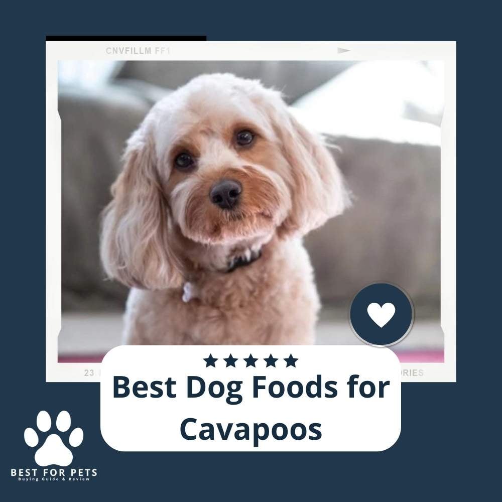 BxMyCEhEe-best-dog-foods-for-cavapoos