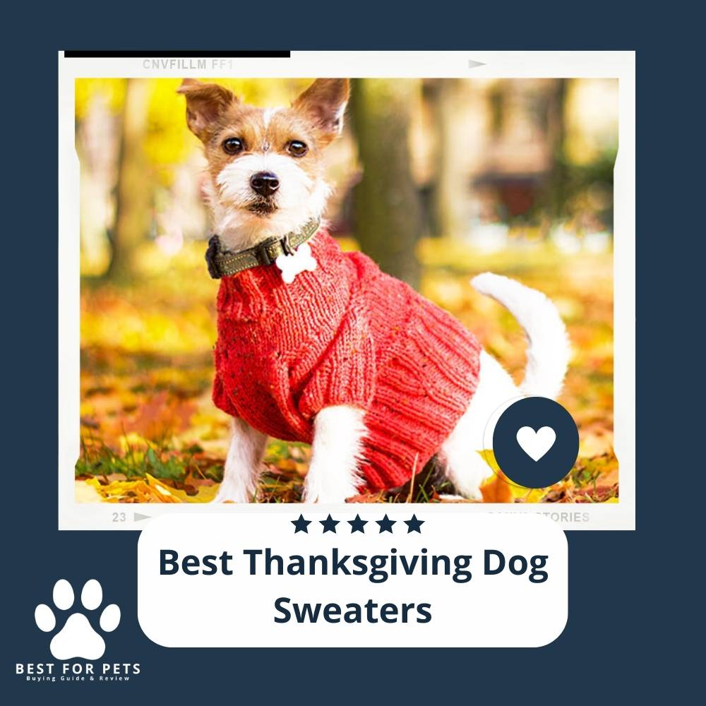 5ZGOKnsBz-best-thanksgiving-dog-sweaters
