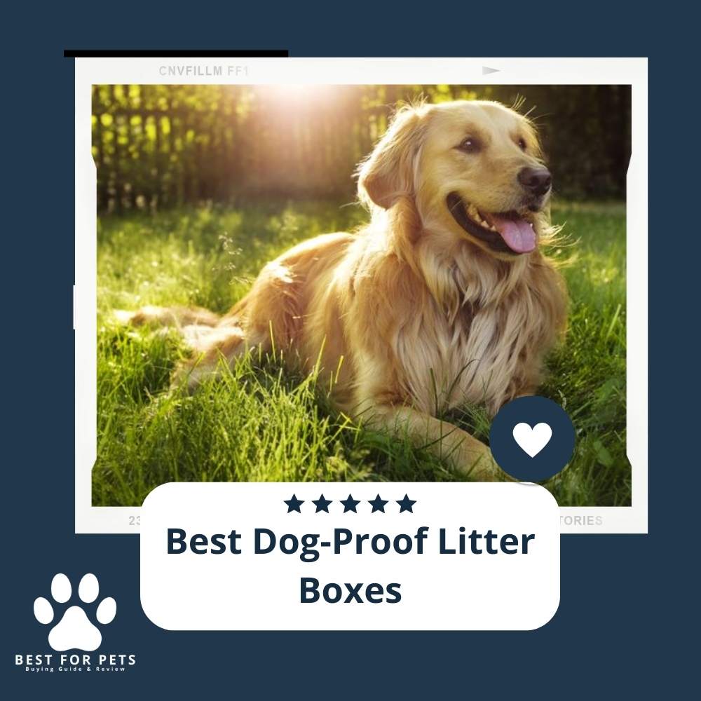 lR_YXNuHY-best-dog-proof-litter-boxes