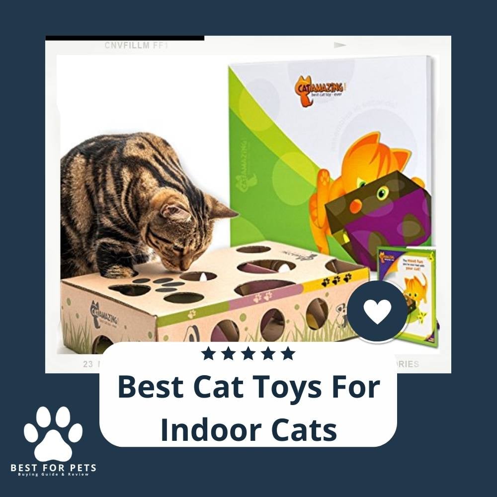 p9kA7DTxf-best-cat-toys-for-indoor-cats