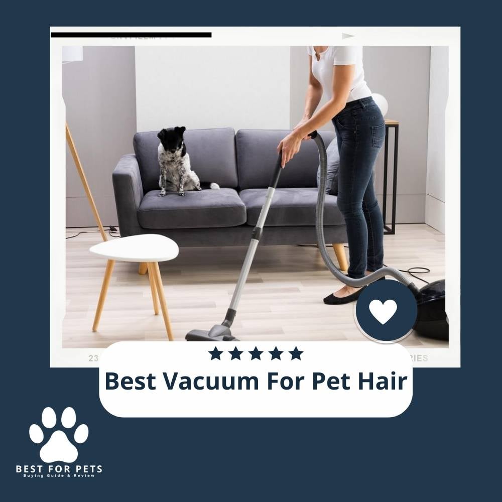 qn3fVBAu6-best-vacuum-for-pet-hair