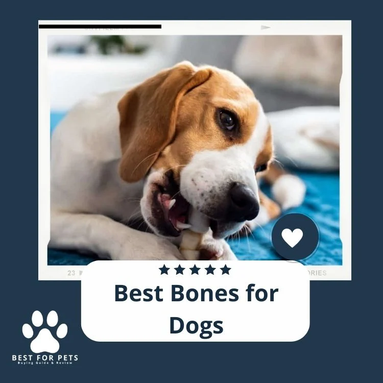 The Ultimate Guide to Choosing Good Bones for Dogs: Nutritional Balance and Safety Considerations