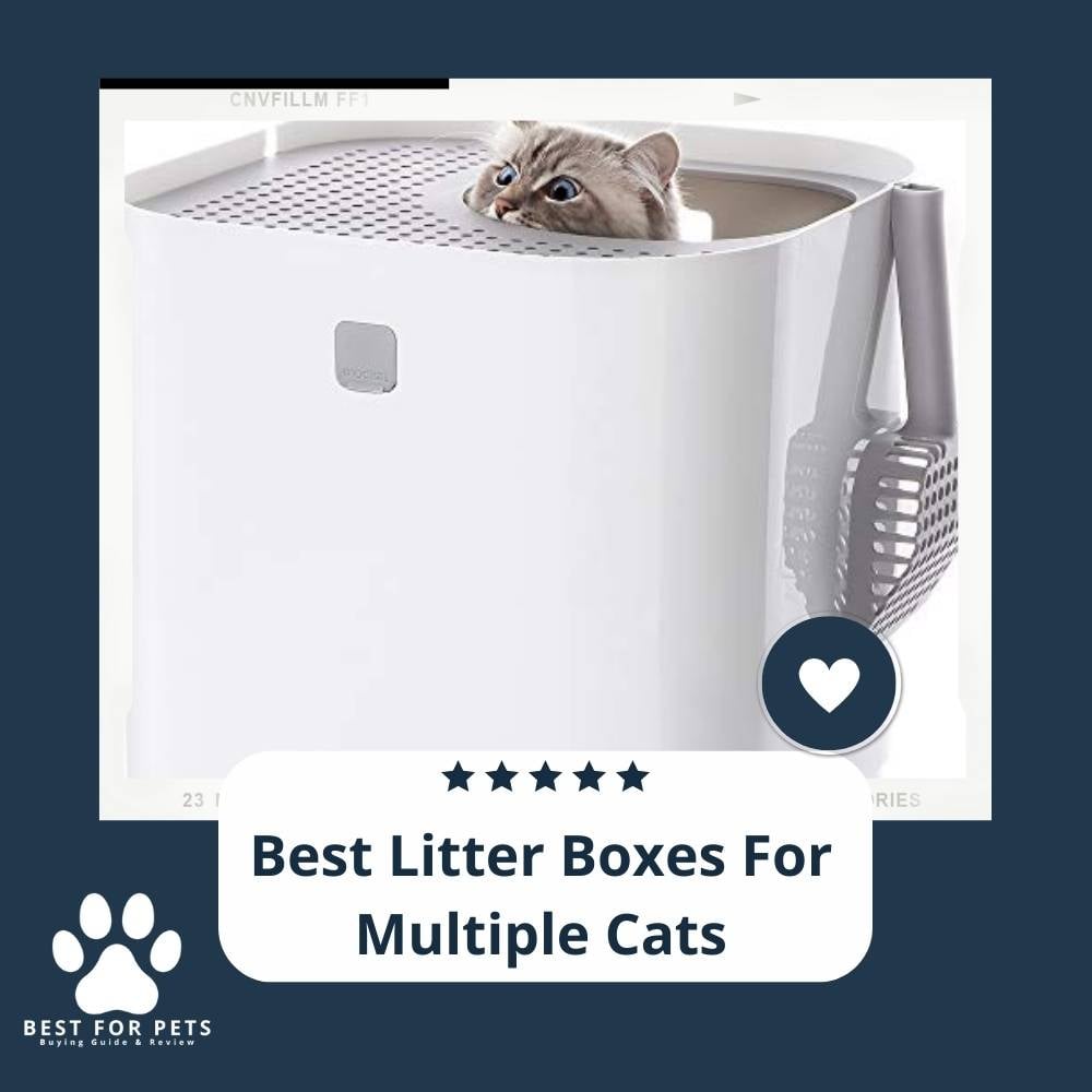 aFmp_I_cI-best-litter-boxes-for-multiple-cats