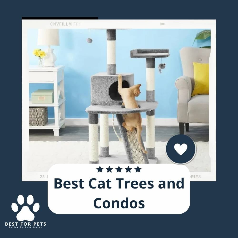 R8M9Lf1Hv-best-cat-trees-and-condos