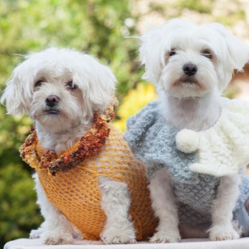 2 How Do You Know If Your Dog Needs a Sweater
