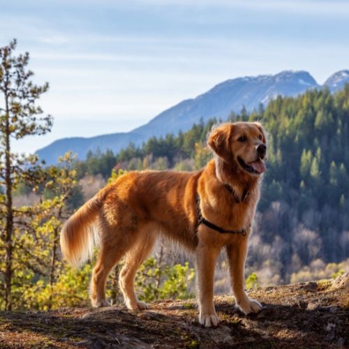 Golden Retriever sitting by a cliff with a beautiful Canadian Mountain Landscape