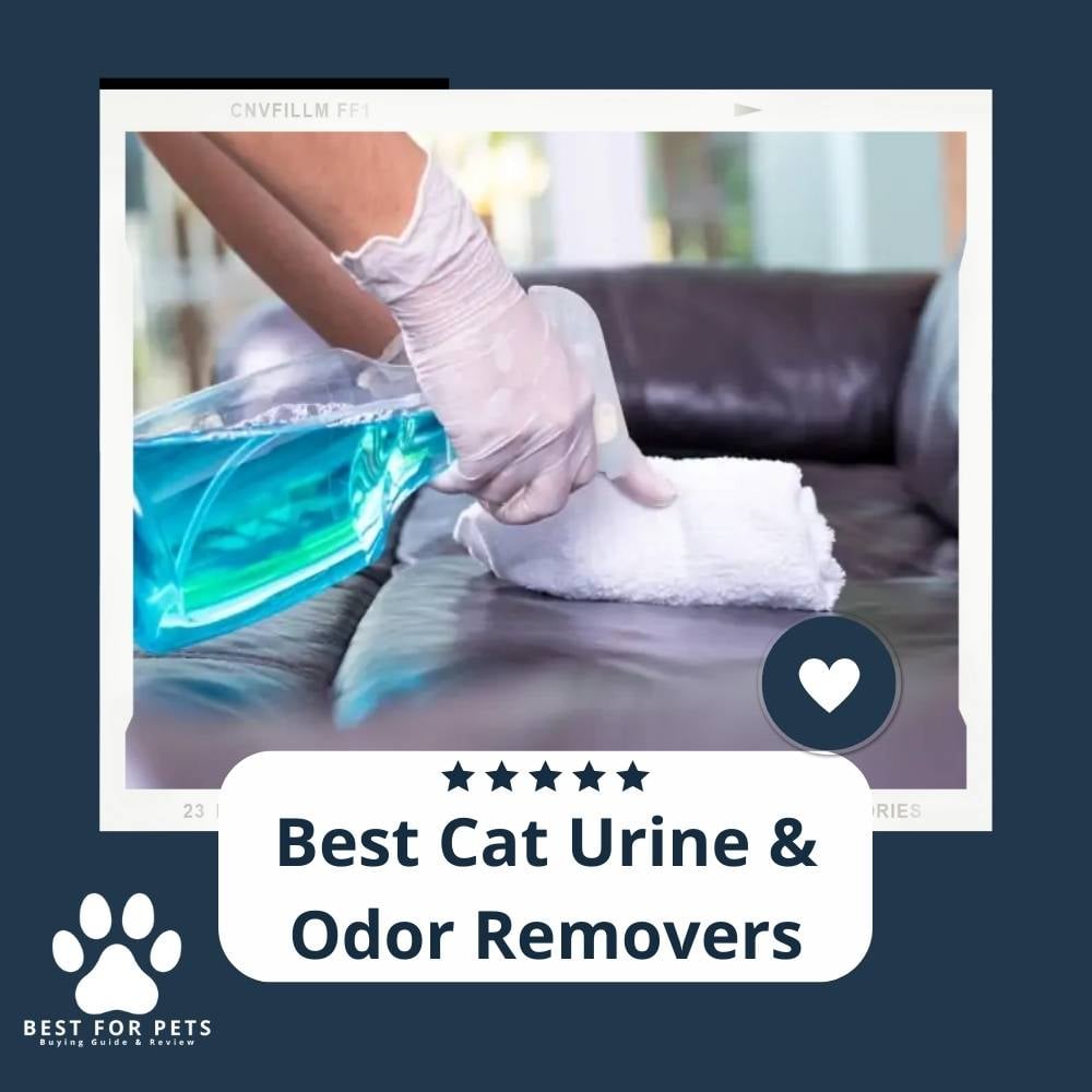 vy9h5tqK7-best-cat-urine-and-odor-removers