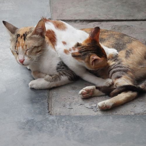 The mother stray or feral cat breastfeeding her kittens