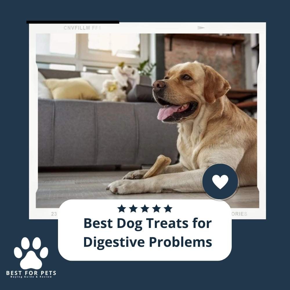 XQPWHIqAf-best-dog-treats-for-digestive-problems