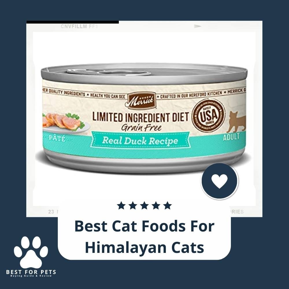 mdAzdUbxX-best-cat-foods-for-himalayan-cats