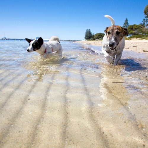 Two dogs having fun in the water at the beach