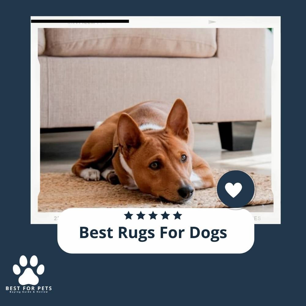 wZCm-de7J-best-rugs-for-dogs