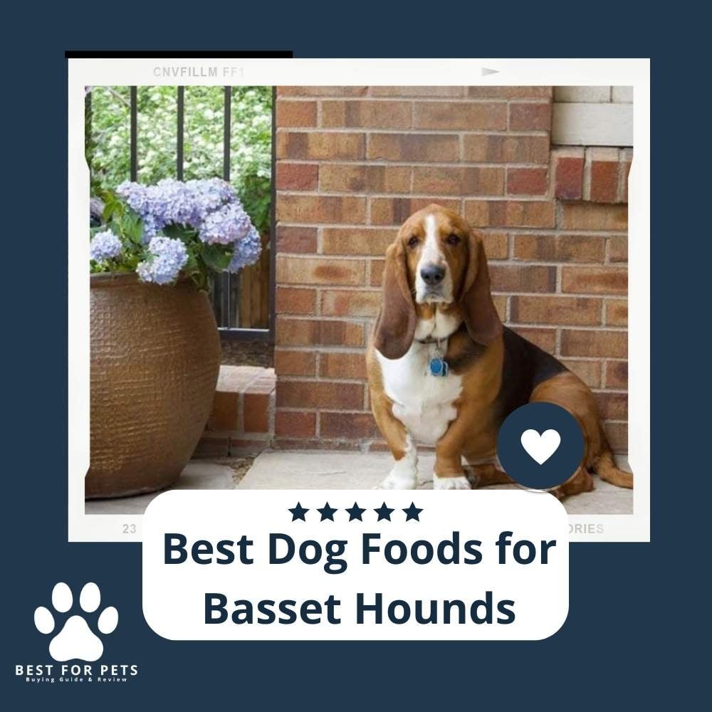 92_C22FUB-best-dog-foods-for-basset-hounds