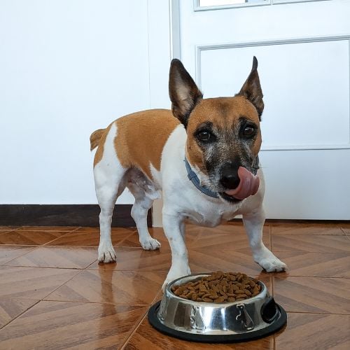 Best Dog Foods for Weight Gain BG