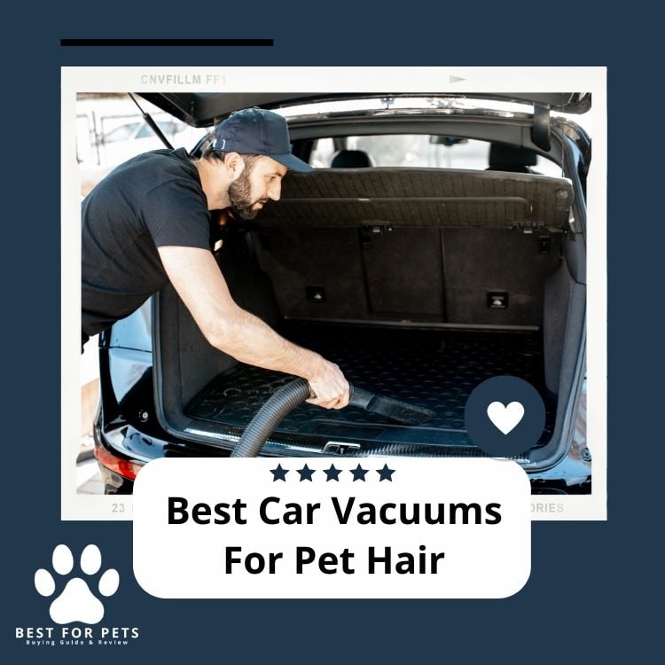 Best Car Vacuums For Pet Hair
