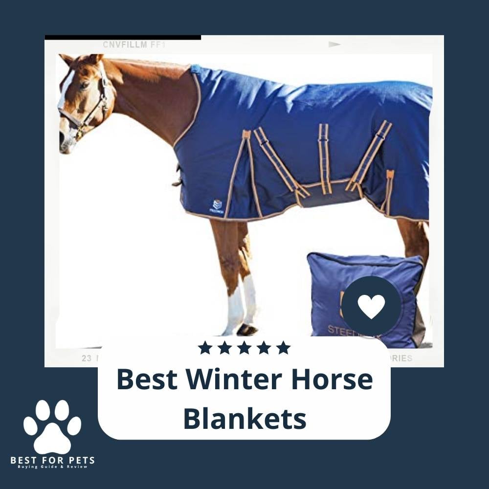 9ieOMlXhn-best-winter-horse-blankets
