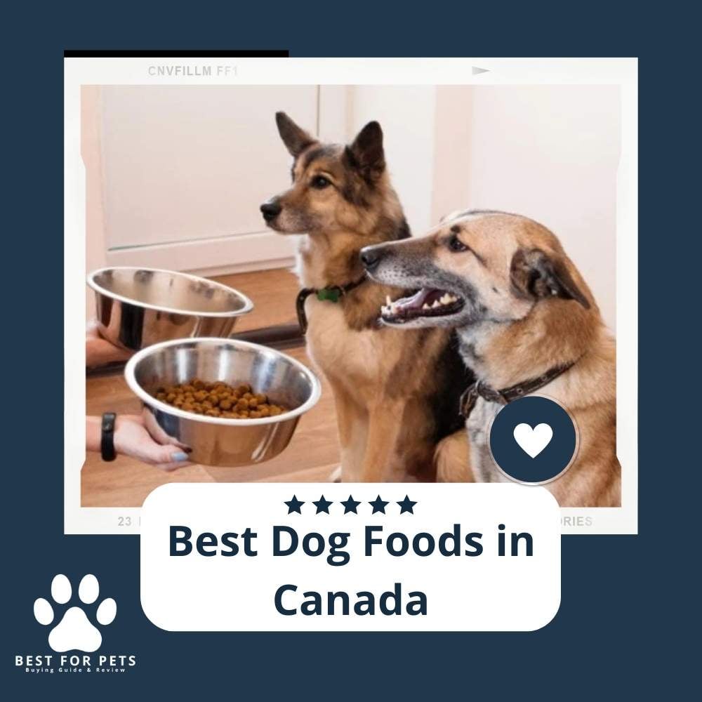 cBpsu8C_n-best-dog-foods-in-canada