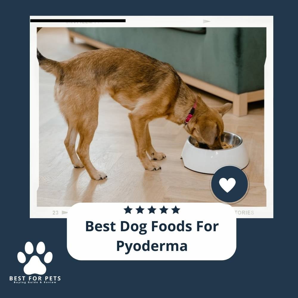 wya7Ns0I7-best-dog-foods-for-pyoderma