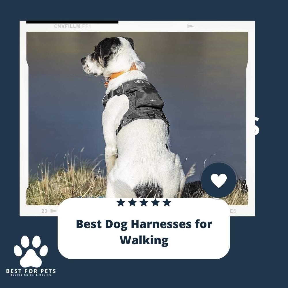 best-dog-harnesses-for-walking