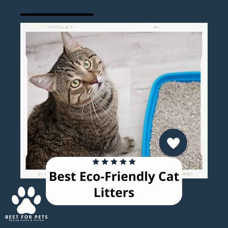 Best Eco-Friendly Cat Litters