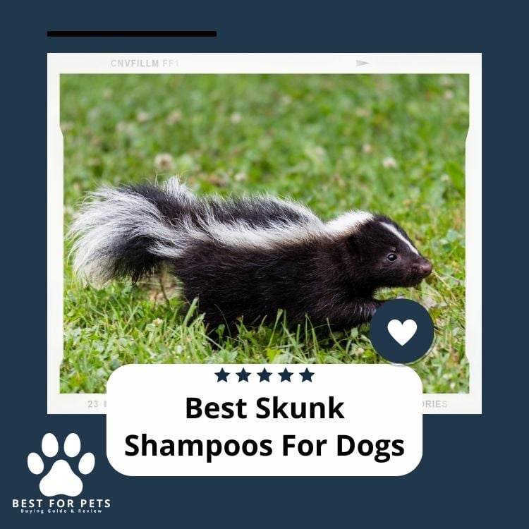 Best Skunk Shampoos For Dogs