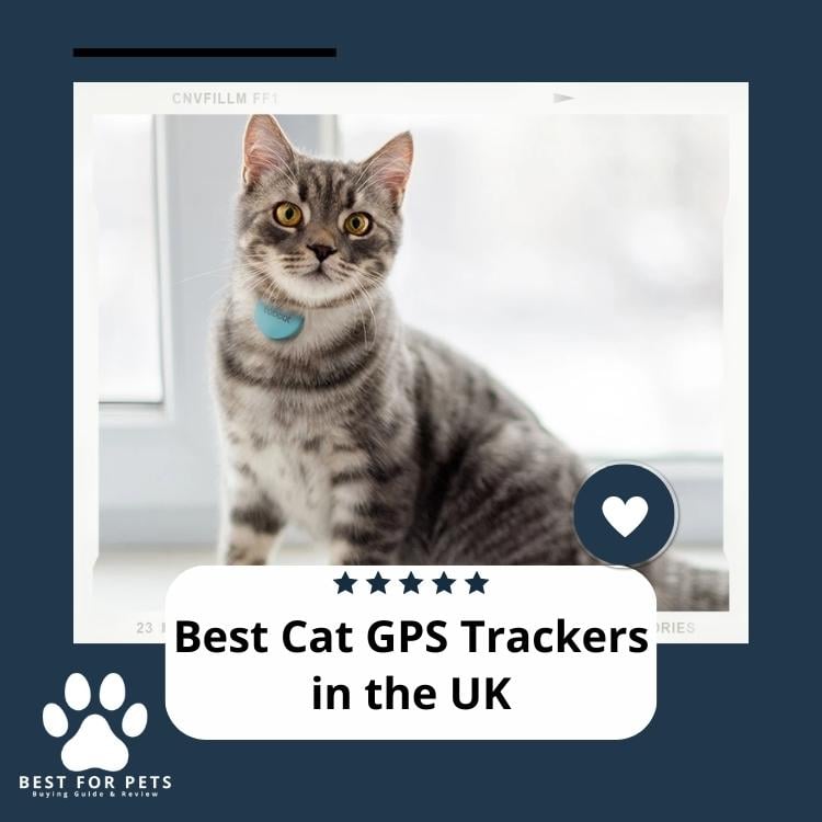 Best Cat GPS Trackers in the UK