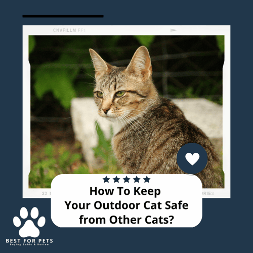 How To Keep Your Outdoor Cat Safe from Other Cats: 5 Simple Ways