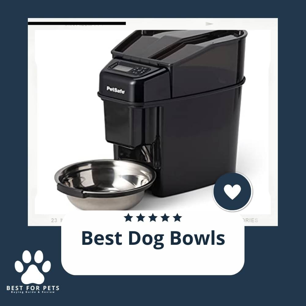 xErcvGwIi-best-dog-bowls