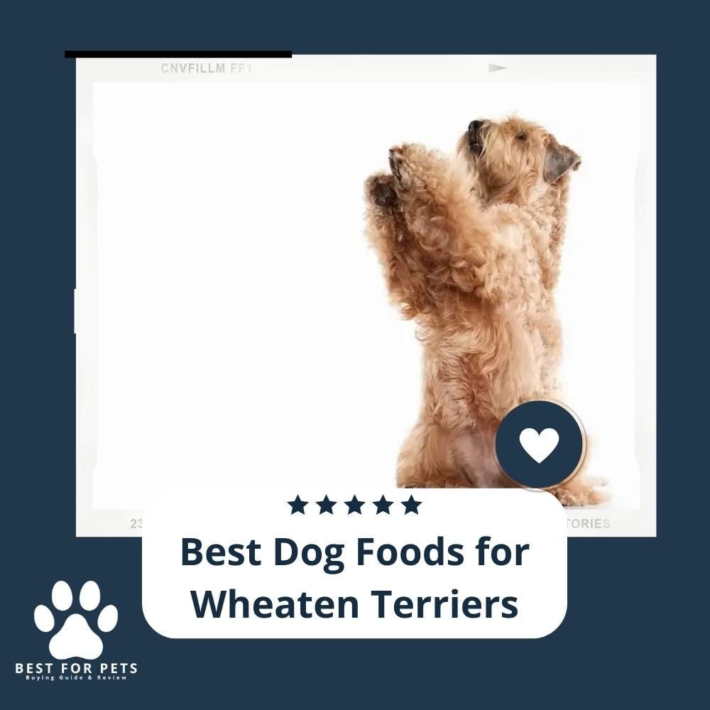 ffXUfbLoY-best-dog-foods-for-wheaten-terriers
