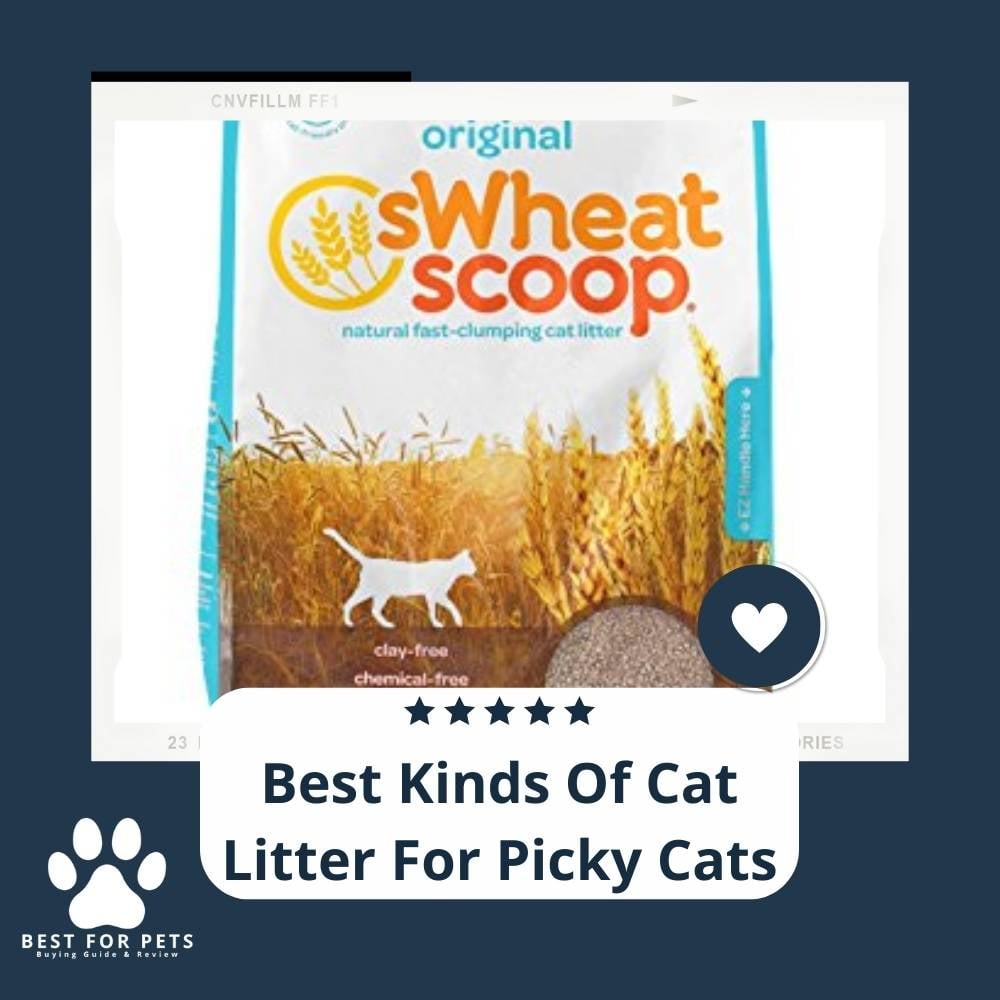 JnYAmQ7Ss-best-kinds-of-cat-litter-for-picky-cats