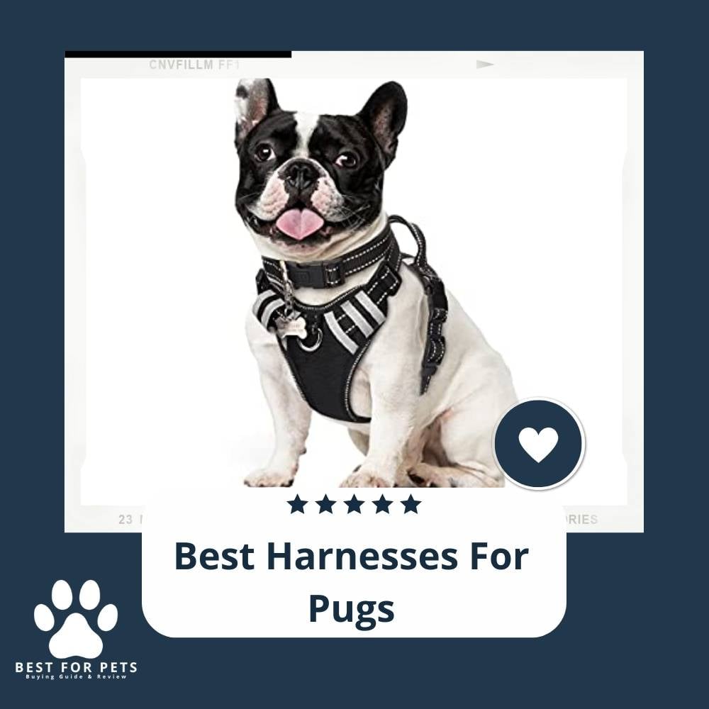 orRCBLdvz-best-harnesses-for-pugs
