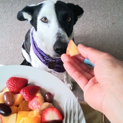 Dog eats fruit