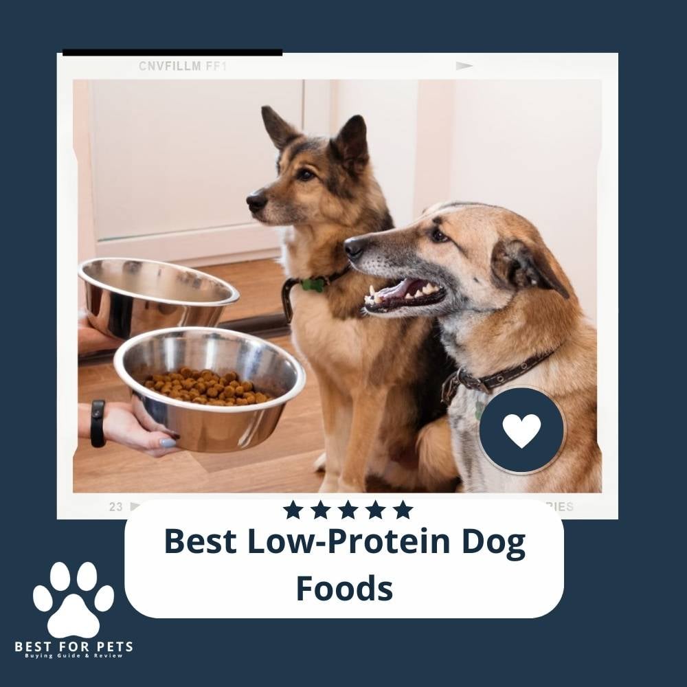 B79nIazZo-best-low-protein-dog-foods