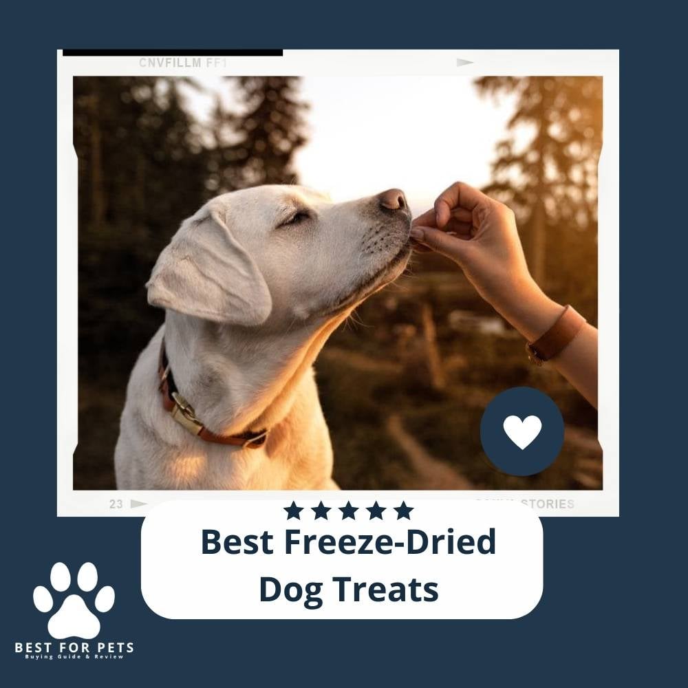 xfHQOEtBU-best-freeze-dried-dog-treats