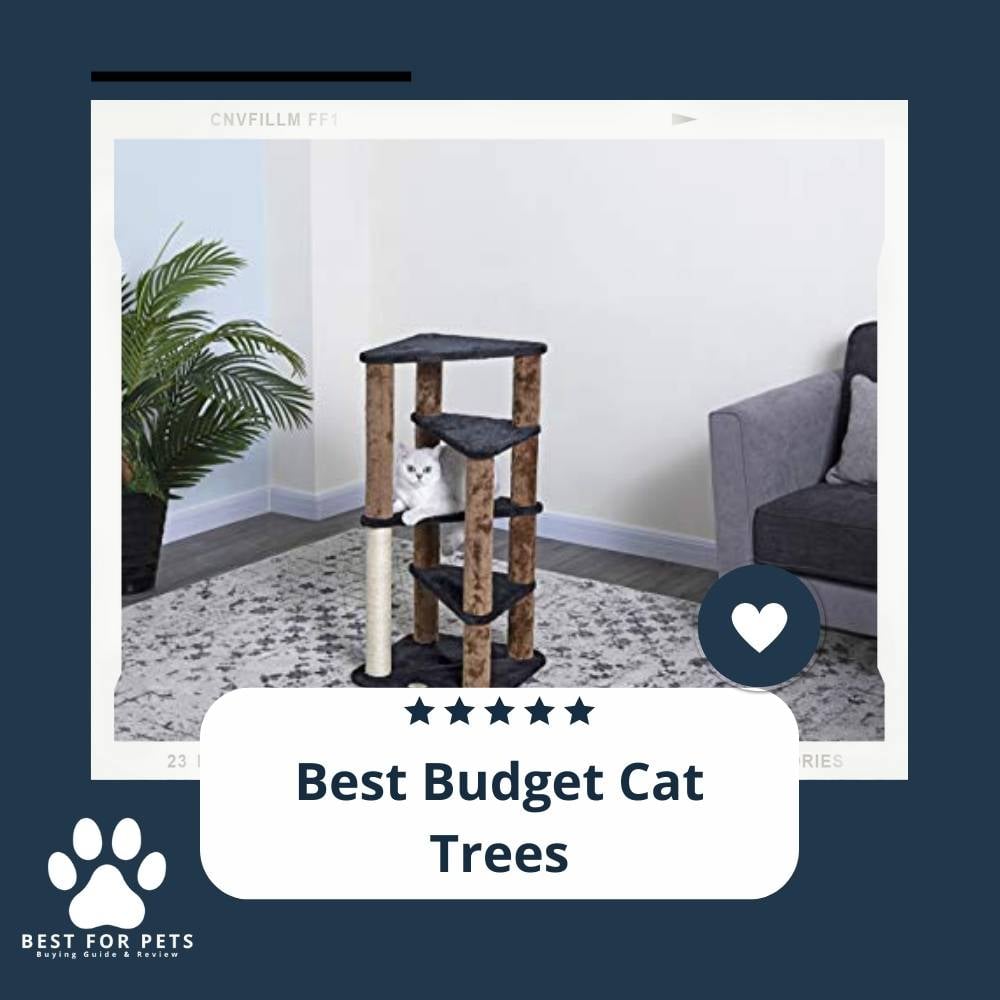 CDr4Yw3fN-best-budget-cat-trees-2