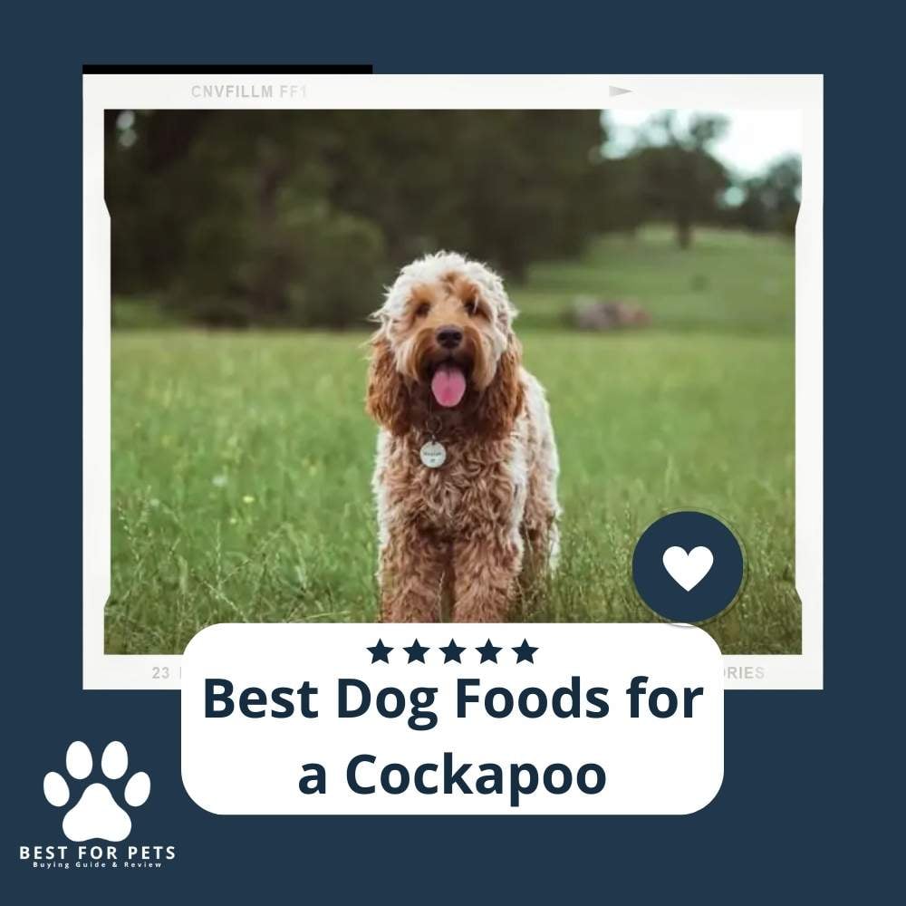 1eQx5d6v_-best-dog-foods-for-a-cockapoo