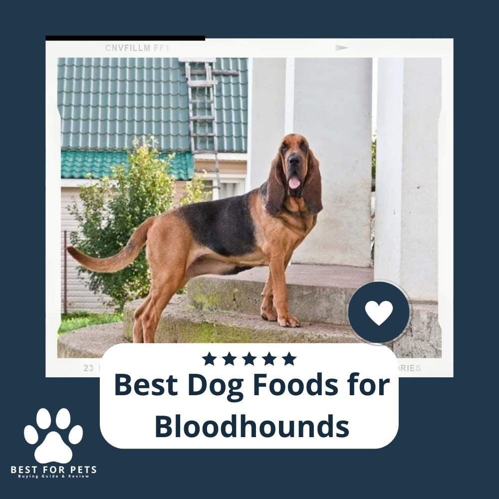 BwF0Fsc3Q-best-dog-foods-for-bloodhounds