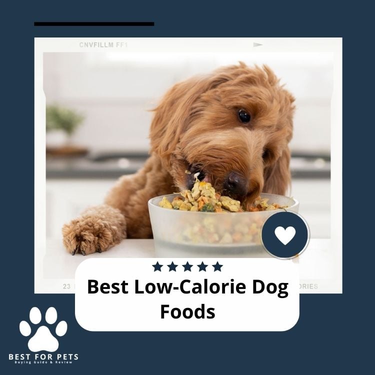 Best Low-Calorie Dog Foods