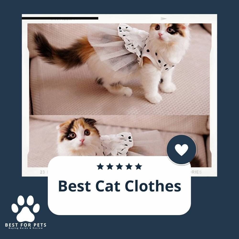 7tJzcG9pN-best-cat-clothes