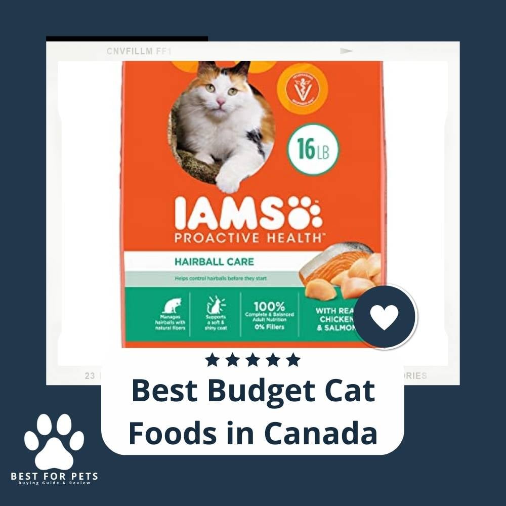 n_HGkg4gQ-best-budget-cat-foods-in-canada