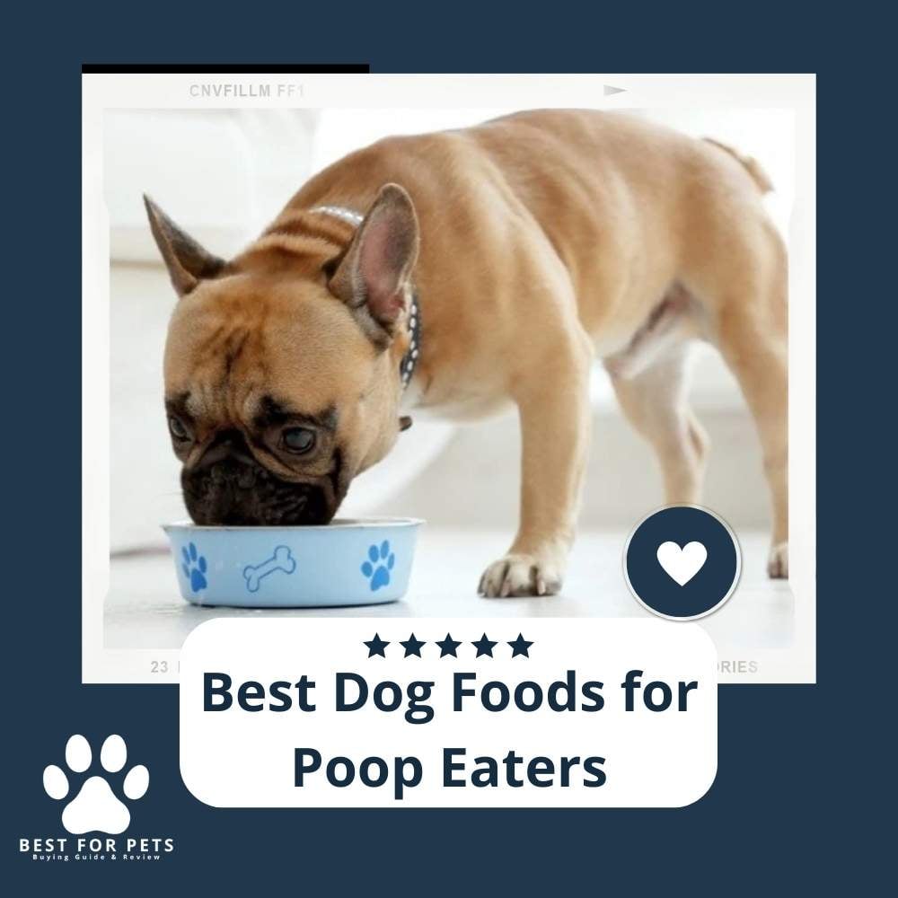 zlt8daFRL-best-dog-foods-for-poop-eaters