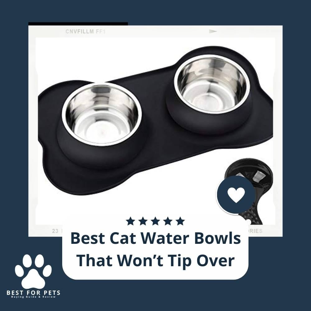 24TD9cWNC-best-cat-water-bowls-that-wont-tip-over