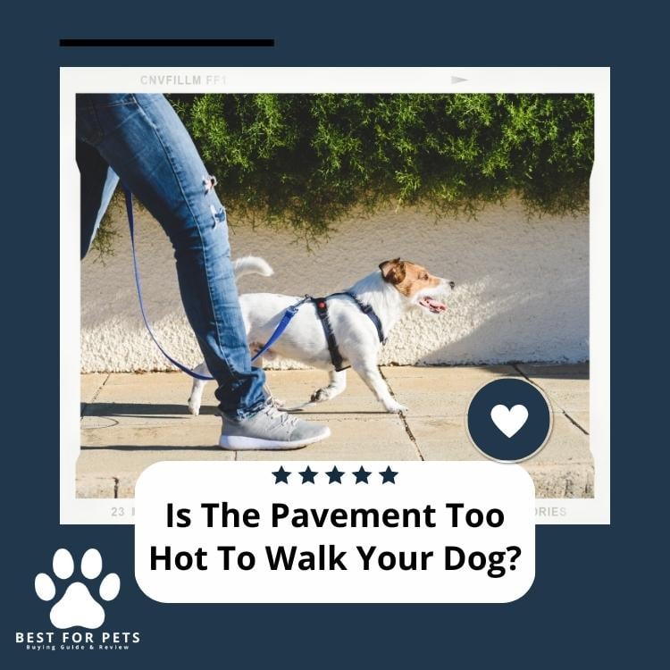 Is The Pavement Too Hot To Walk Your Dog