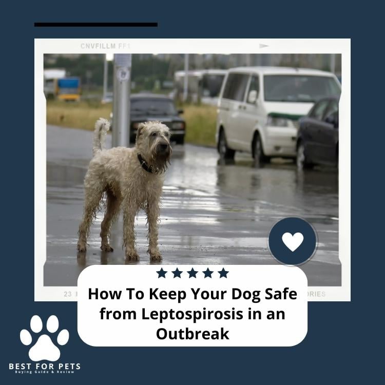 How To Keep Your Dog Safe from Leptospirosis in an Outbreak