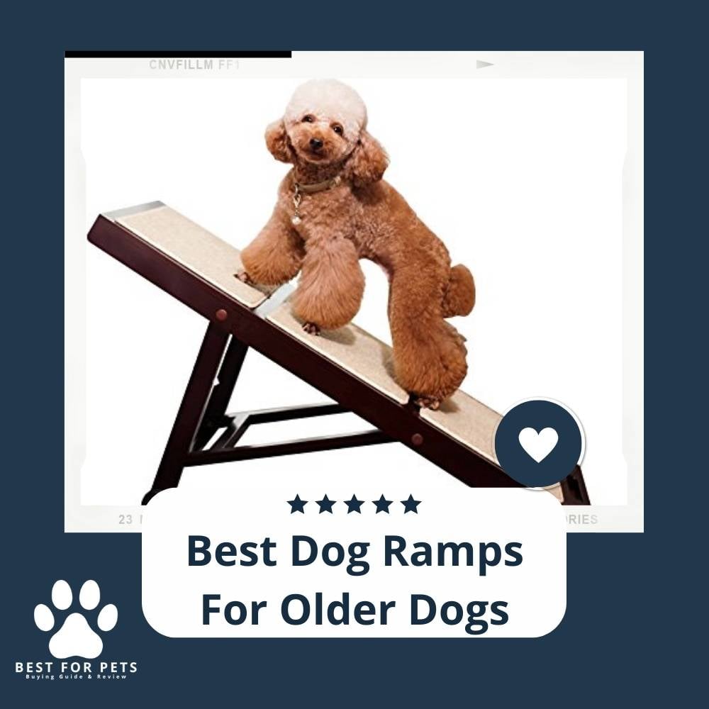 1yvOhOE1C-best-dog-ramps-for-older-dogs