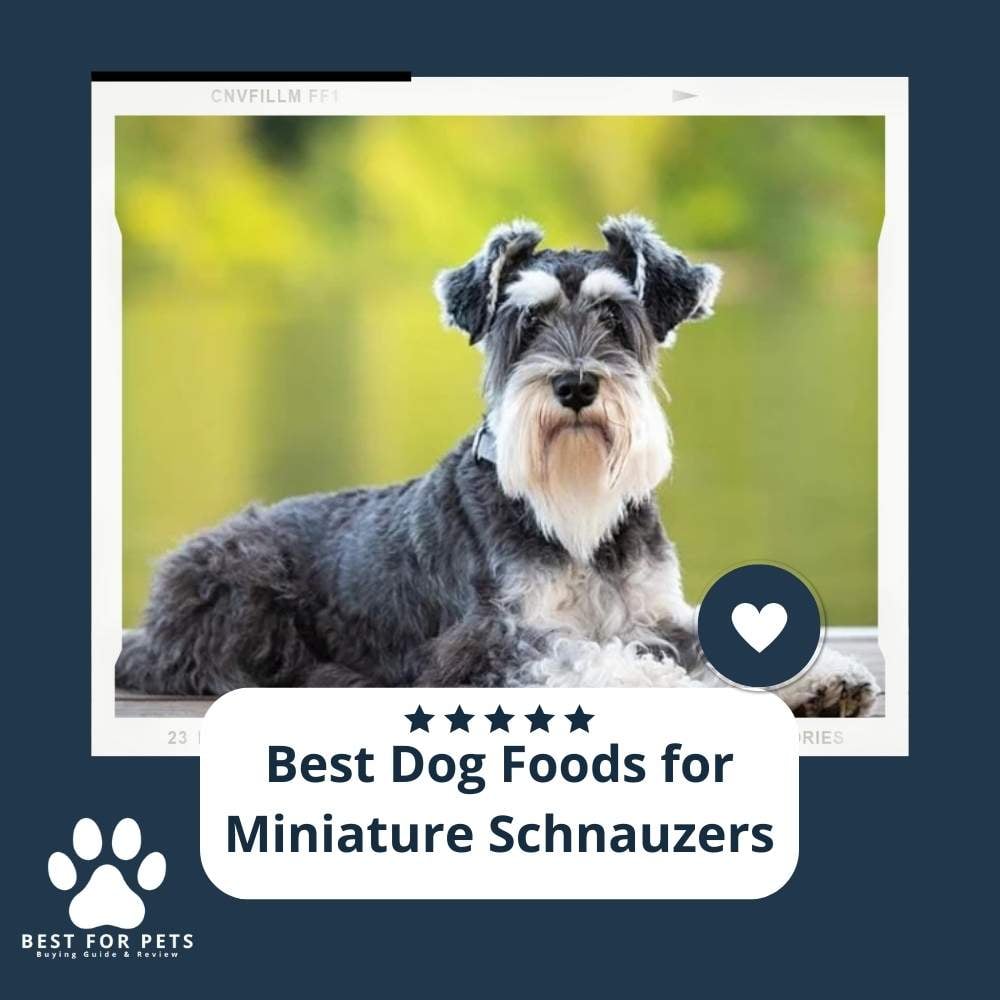 Image showcasing The 9 Best Dog Foods For Miniature Schnauzers - BestForPets