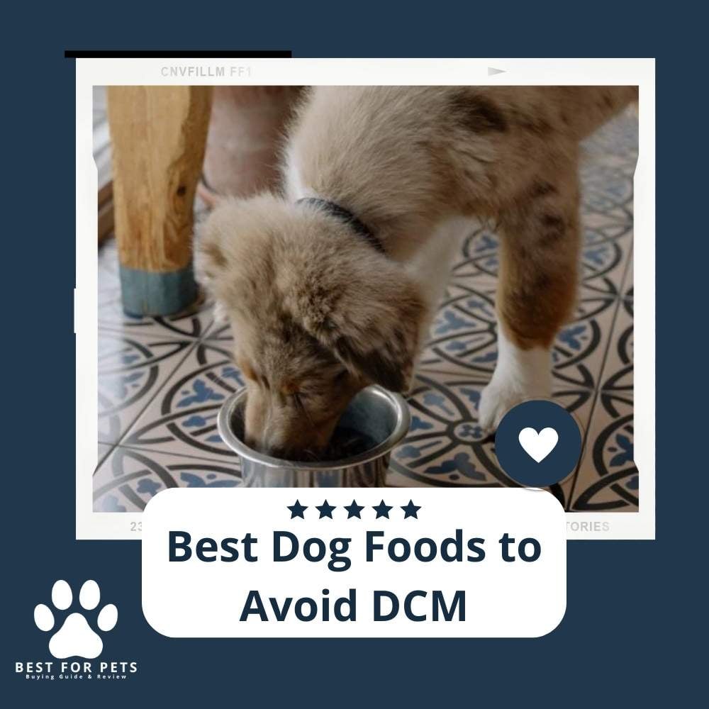 vJkdS84P3-best-dog-foods-to-avoid-dcm