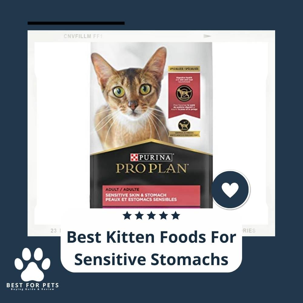 oN7WV324M-best-kitten-foods-for-sensitive-stomachs