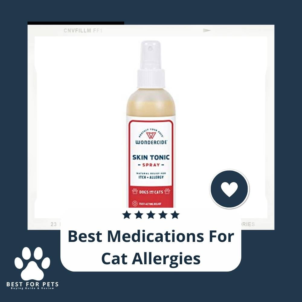 5ZeUWaGrT-best-medications-for-cat-allergies