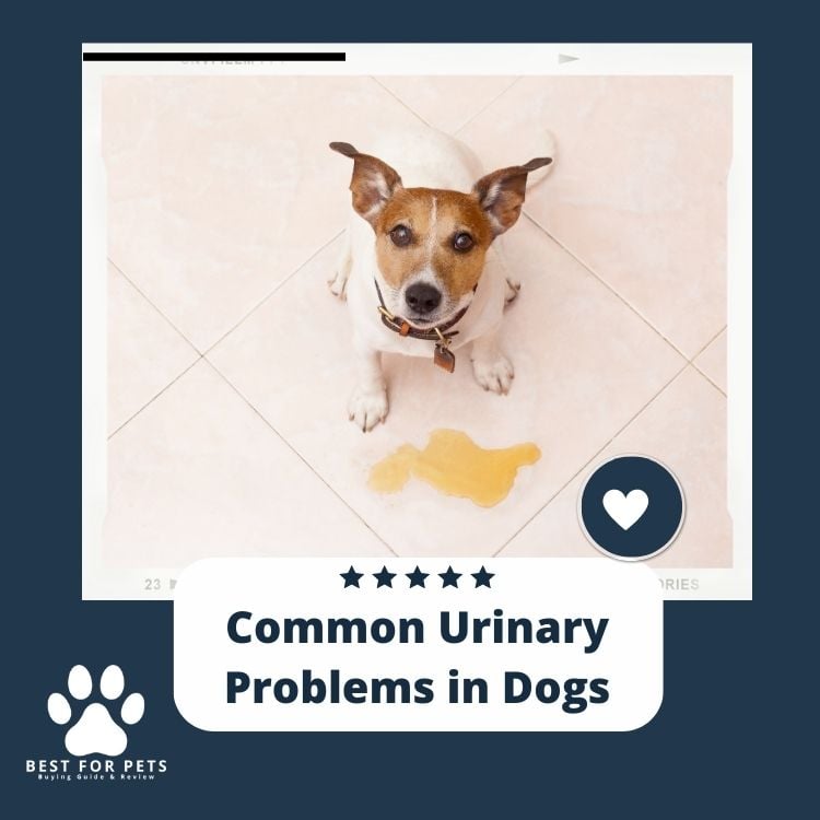 Common Urinary Problems in Dogs 1